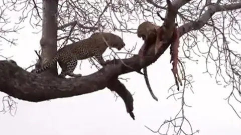 CLIP: Tranh mồi trên cây, 2 con báo hoa mai nếm ngay 'trái đắng'