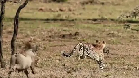 CLIP: Đi săn lợn bướu con, báo hoa mai bị phụ huynh con mồi đuổi cho chạy 'té khói'