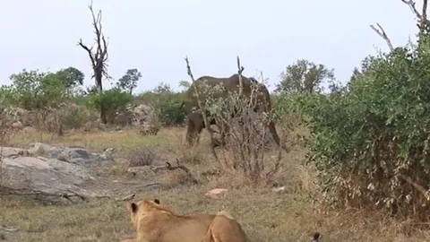 CLIP: Voi hóa 'người hùng', cứu sư tử bị thương khỏi đàn linh cẩu háu đói