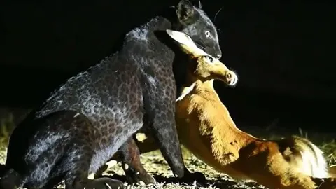 CLIP: Vừa săn được linh dương, báo đen lập tức 'bỏ của chạy lấy người' khi con vật này xuất hiện