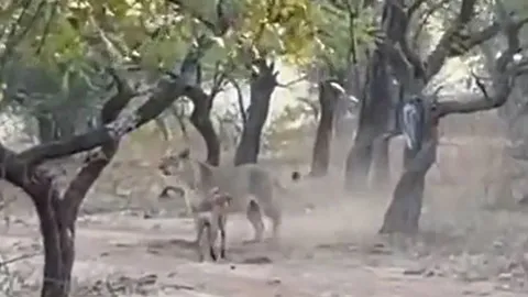 CLIP: Chạm trán chó Pitbull nhỏ bé, sư tử nhận cái kết đáng xấu hổ