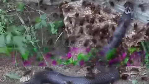 CLIP: Trườn vào tổ ong bắp cày, rắn hổ mang chúa bị 'xẻ thịt' ngay lập tức