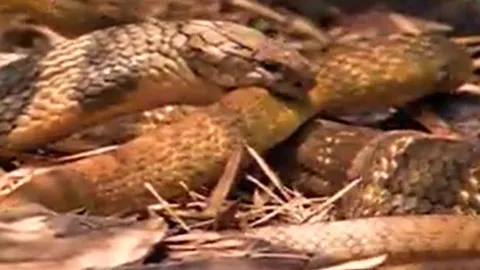 CLIP: Đụng độ rắn hổ mang chúa, rắn săn chuột bị kẻ thù nuốt chửng không thương tiếc