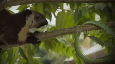 CLIP: Màn tử chiến bất phân thắng bại của rắn lục và sóc