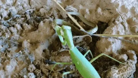 CLIP: Đụng độ bọ ngựa, rắn bị đuổi cho 'chạy té khói'