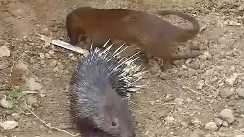 CLIP: Chủ động tấn công nhím, cầy Mangut nhận ngay bài học nhớ đời