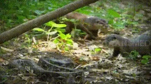 CLIP: Đi lạc vào lãnh thổ của đàn rái cá, trăn vua bị đối thủ 'đánh hội đồng' và cái kết đáng kinh ngạc