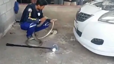 CLIP: Hoảng sợ khi phát hiện rắn hổ mang chúa 'khủng' trong máy ô tô