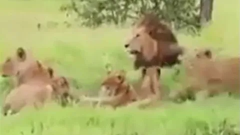 CLIP: Đang nằm nghỉ ngơi, đàn sư tử bỗng co giò bỏ chạy khi con vật to lớn này xuất hiện