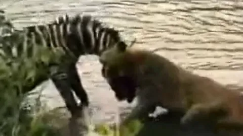 CLIP: Bị sư tử ngoạm trúng cổ, ngựa vằn vẫn dìm kẻ đi săn thừa sống thiếu chết rồi chạy thoát thân