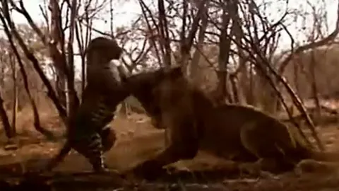 CLIP: Báo hoa mai bất ngờ tập kích sư tử và cái kết khó tin