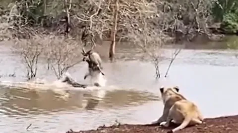 CLIP: Bị cả sư tử lẫn cá sấu truy sát, linh dương đón nhận cái kết không ai ngờ tới