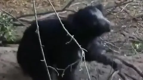 CLIP: Đang uống nước, gấu lợn bị cá sấu tung cú đớp chết chóc và cái kết khó tin