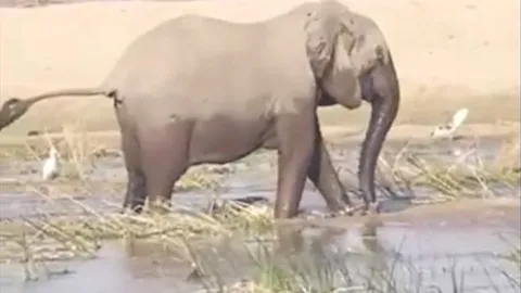 CLIP: Tấn công voi con, cá sấu bị phụ huynh con mồi 'hành' cho thừa sống thiếu chết