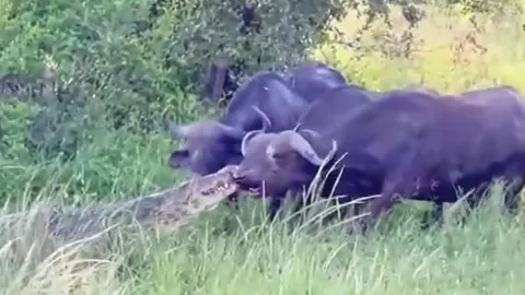 CLIP: Bị cá sấu cắn trũng mõm khi đang uống nước, trâu rừng có màn 'lội ngược dòng' ngoạn mục