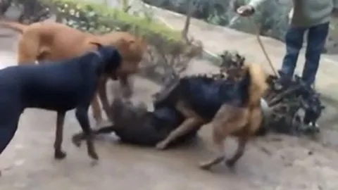 CLIP: Mãn nhãn trước màn tử chiến 'nảy lửa' của Becgie và chó  Rottweiler
