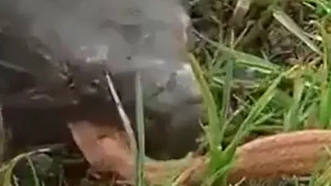 CLIP: Hằm hè dọa rùa, rắn hổ mang bị đối thủ xơi tái ngay lập tức