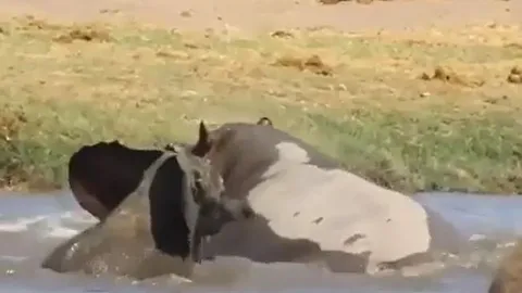 CLIP: Cậy mẹ, voi con 'lớn gan' đuổi hà mã khỏi hồ nước