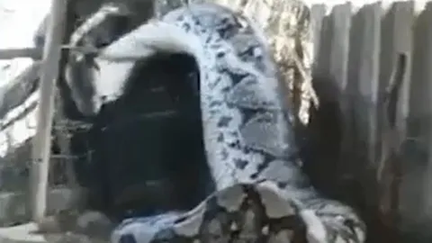 CLIP: Mò vào nhà dân nuốt trộm bò, trăn khổng lồ mắc kẹt trong chuồng