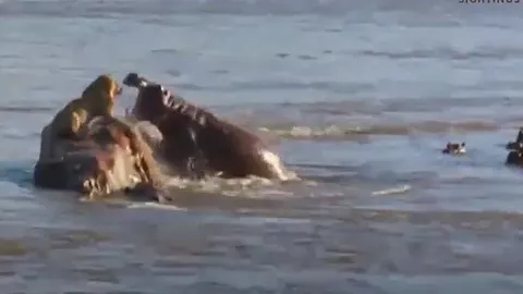 CLIP: Đang nằm trên mỏm đá giữa sông, sư tử bị hà mã truy sát và cái kết