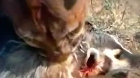 CLIP: Bị báo sư tử cắn cho bị thương nặng, lửng mật vẫn có màn lật kèo đáng ngưỡng mộ