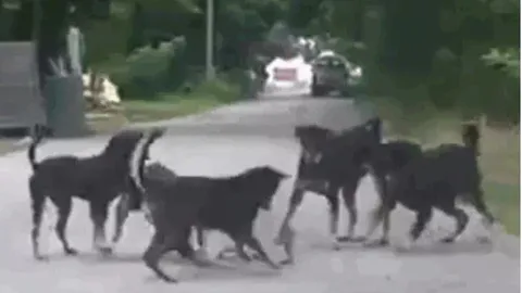 CLIP: Một mình đối đầu với sáu con chó nhà, chó sói vẫn chiến thắng vinh quang