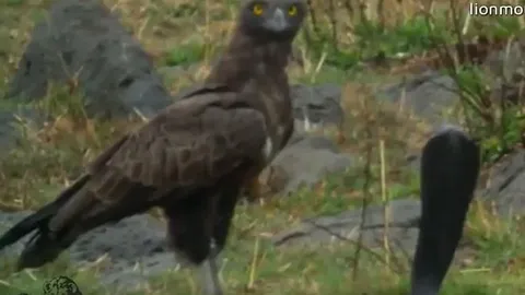 CLIP: Đụng độ đại bàng, rắn hổ mang chúa thua thảm chỉ với 1 chiêu của kẻ thù