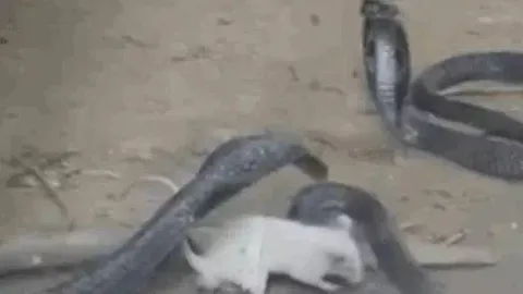 CLIP: Đụng độ 3 con rắn hổ mang 'khủng', chuột bạch nhỏ bé biến thành kẻ đi săn, cắn nát đầu đối thủ