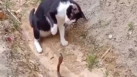 CLIP: Chạm trán mèo nhà, rắn hổ mang bị tát cho không trượt phát nào nhưng cái kết nó nhận được còn thảm hại hơn