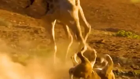 CLIP: Đi săn hươu cao cổ, sư tử bị con mồi đạp vỡ mồm