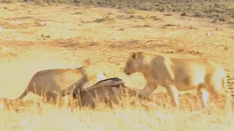 CLIP: Lởn vởn trước mặt sư tử, linh dương đầu bò bị chúa tể đồng cỏ 'xẻ thịt'