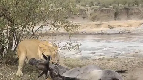 CLIP: Bị sư tử ngoạm cổ, linh dương đầu bò giả chết rồi thoát thân một cách khó tin