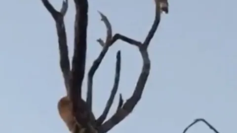 CLIP: Đi săn cầy Genetta, báo hoa mai nhận cái kết dở khóc dở cười