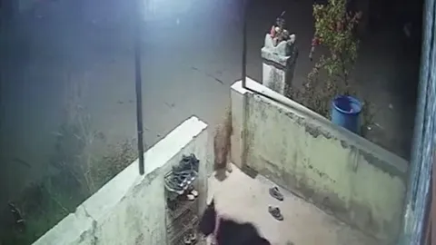 CLIP: Nửa đêm báo hoa mai lẻn vào sân truy sát chó nhà và cái kết khó tin