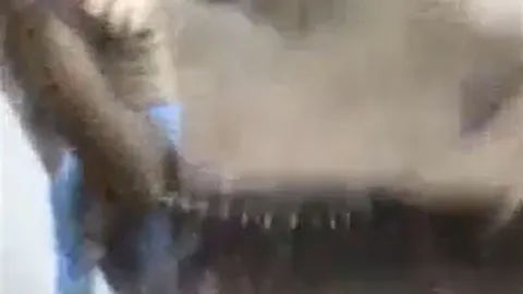 CLIP: Bị vây bắt, báo hoa mai nổi điên vồ người và cái kết khiến người xem thót tim