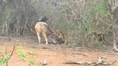 CLIP: Báo hoa mai ẩn nấp tài tình, tóm gọn trâu nước trong tích tắc