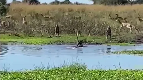 CLIP: Thấy đồng loại bị cá sấu tóm được khi đang uống nước, đàn khỉ đầu chó lao lại giải cứu và cái kết khó tin