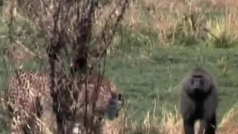 CLIP: Khỉ đầu chó hóa 'người hùng', giải cứu linh dương non khỏi nanh vuốt của báo săn