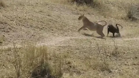 CLIP: Quá hiếu chiến, khỉ đầu chó biến thành bữa ăn ngon cho bầy sư tử