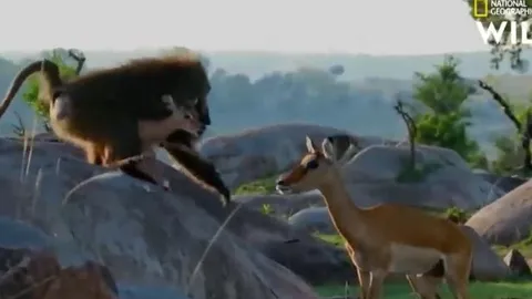 CLIP: Linh dương mẹ hoảng hốt khi khỉ đầu chó bắt cóc con non