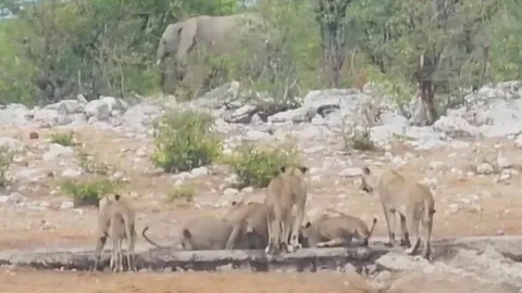 CLIP: Voi nghĩa hiệp, cố gắng cứu tê giác mắc lầy khỏi đàn sư tử 