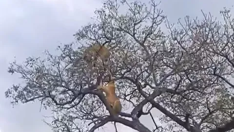 CLIP: Bị sư tử leo lên cây truy sát, báo đốm thoát chết ngoạn mục nhờ 'vị cứu tinh' lạ