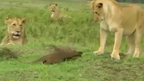 CLIP: Lao và cà khịa bầy sư tử, cầy Mangut nhận cái kết khó tin