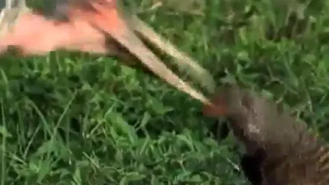 CLIP: Cầy Mangut quyết chiến với cò Marabou để bảo vệ con và cái kết 'muối mắt' cho kẻ đi săn