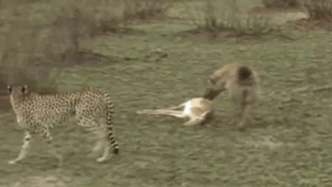 CLIP: Linh dương Impala diễn cảnh giả chết giỏi hơn cả diễn viên, đánh lừa báo săn và linh cẩu để chạy thoát thân