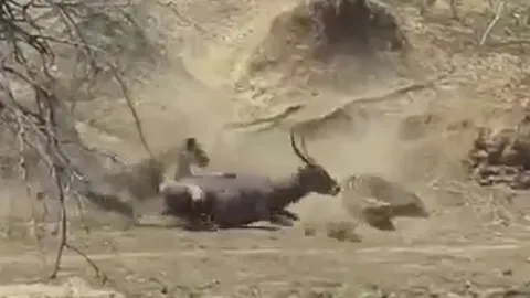 CLIP: Vừa săn được linh dương, cá sấu vội vã bỏ chạy khi loài vật này xuất hiện 