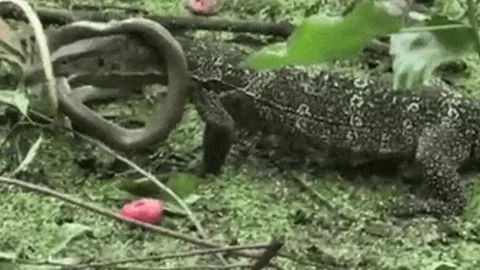 CLIP: Kỳ đà dễ dàng tóm gọn rồi mukbang loài rắn sở hữu chất độc chết người 