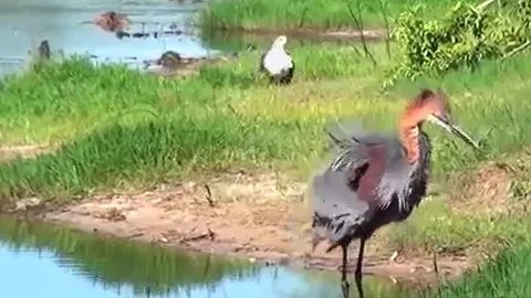 CLIP: Toan tính cướp mồi của vạc Gorilath, đại bàng cá châu Phi nhận cái kết bẽ mặt