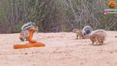 CLIP: Cầy mangut và sóc đất hợp sức đánh đuổi rắn hổ mang, cuộc chiến sinh tồn đầy kịch tính