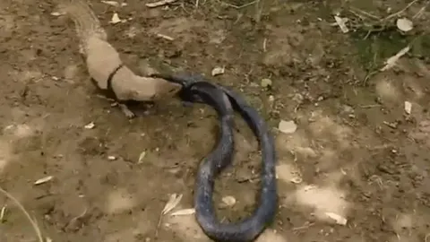 CLIP: Trận tử chiến giữa cầy mangut và rắn hổ mang chúa, kẻ chiến thắng cũng kiệt quệ